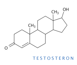 Testosteron