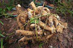 Yamswurzel